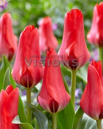 Купить оптом в Ботанике Тюльпан Сорайа 10 шт