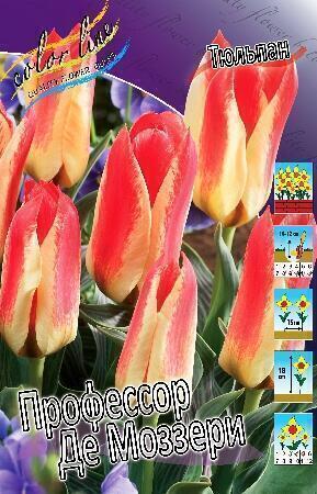 Купить оптом в Ботанике Тюльпан Профессор Де Моззери 10 шт