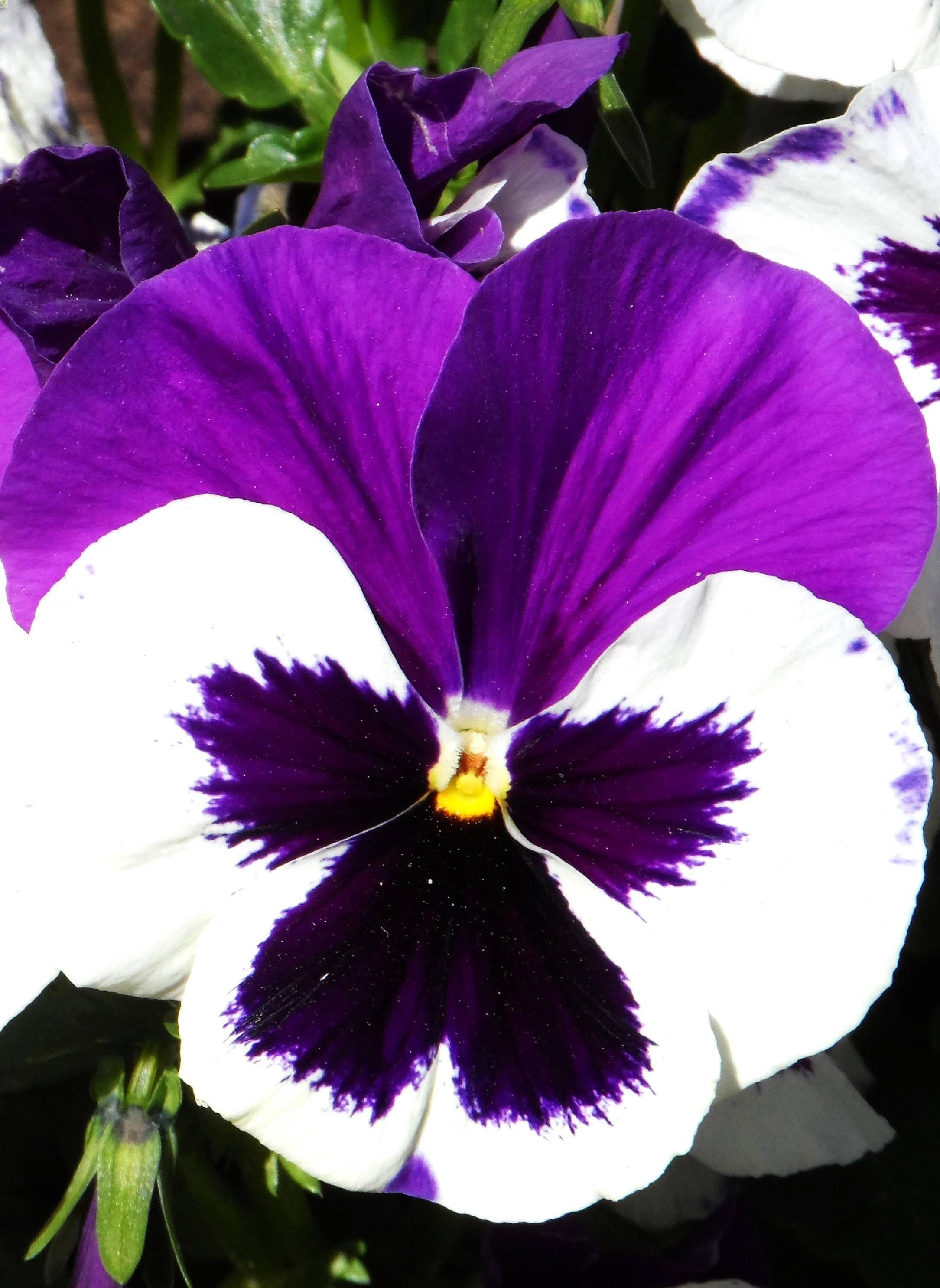 Купить оптом в Ботанике семена Виола XXL пурпурно-белая Акв бренд Акварель