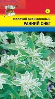 Купить оптом в Ботанике семена Молочай Ранний снег окаймленный УУ бренд Урожай Удачи