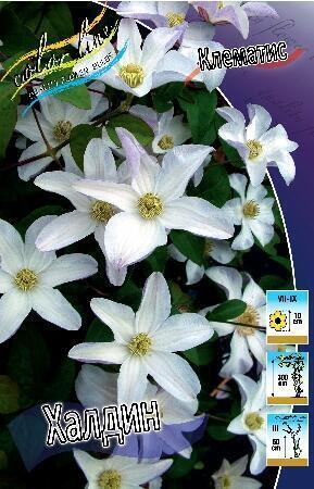 Купить оптом в Ботанике Клематис Халдин 2 шт