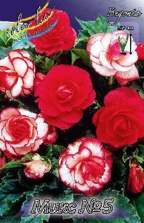 Купить оптом в Ботанике Бегония Микс №5 2 шт