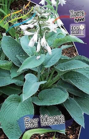 Купить оптом в Ботанике Хоста Биг Мама 1 шт