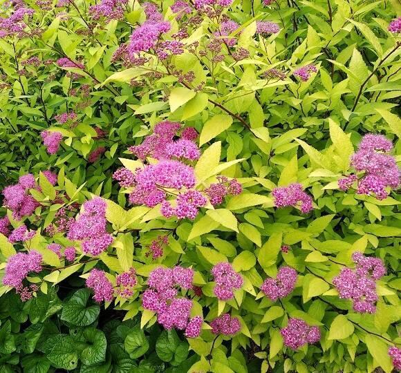 Купить оптом в Ботанике Спирея японская Голден Принцесс Р9