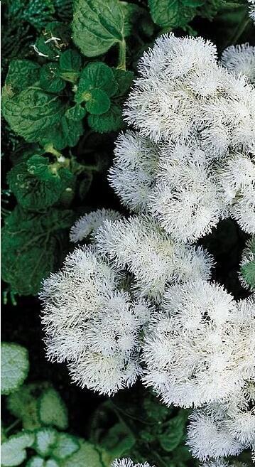 Купить оптом в Ботанике семена Агератум Белый шар Акв бренд Акварель