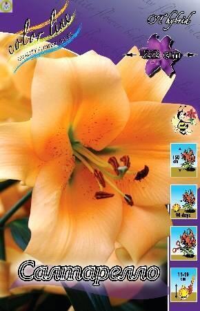 Купить оптом в Ботанике Лилия Салтарелло 18/20 25шт