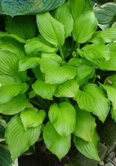 Купить оптом в Ботанике Хоста Адорабл 2 шт