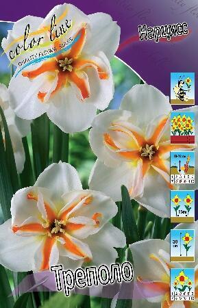 Купить оптом в Ботанике Нарцисс Треполо 7 шт