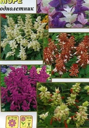 Купить оптом в Ботанике семена Сальвия Радужное море Аэл бренд Аэлита