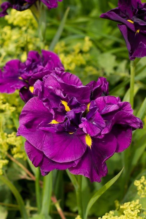 Купить оптом в Ботанике Ирис Эйеленс Дрим 1 шт