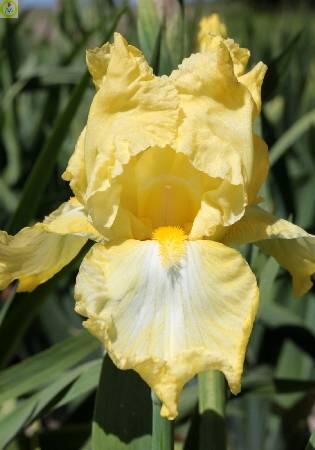 Купить оптом в Ботанике Ирис Саммер Олимпик 2 шт