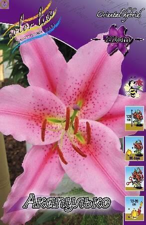 Купить оптом в Ботанике Лилия Акапулько 18/20 5шт