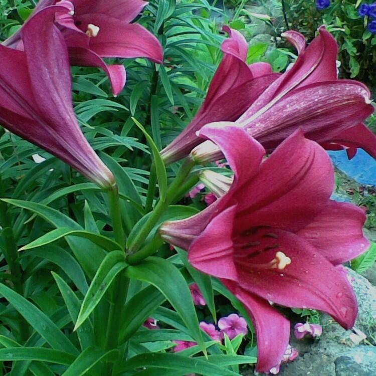 Купить оптом в Ботанике Лилия Мияби 3 шт 