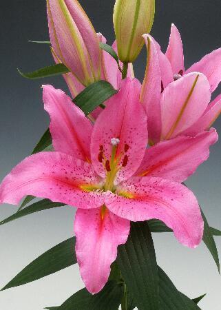 Купить оптом в Ботанике Лилия Джекпот 7 шт