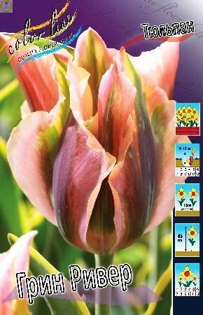 Купить оптом в Ботанике Тюльпан Грин Ривер 8 шт