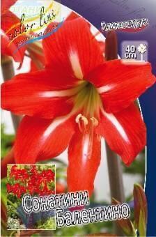 Купить оптом в Ботанике Гиппеаструм Балентино 1 шт