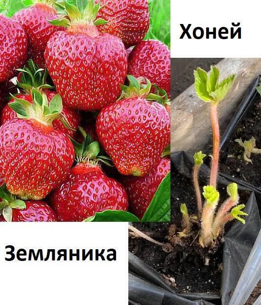 Купить оптом в Ботанике Земляника Хоней туба