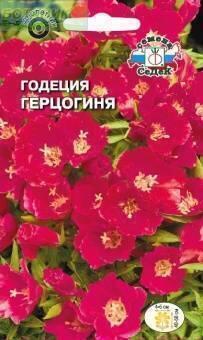 Купить оптом в Ботанике семена Годеция Герцогиня Сед бренд СеДеК
