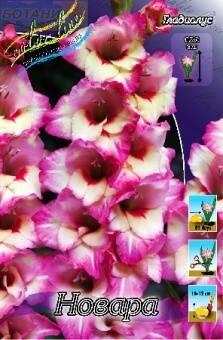 Купить оптом в Ботанике Гладиолус Новара 10 шт