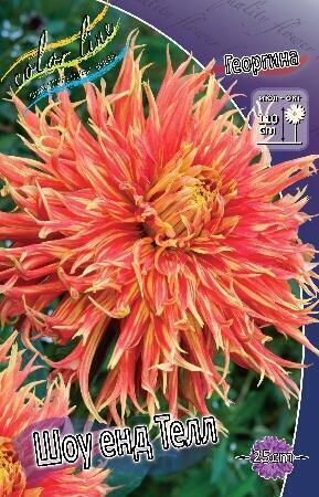 Купить оптом в Ботанике Георгина Шоу енд Телл 1 шт бахромчатые