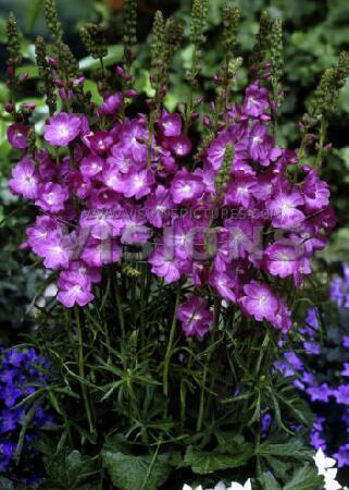 Купить оптом в Ботанике Сидальцея Кэнди  Гёрл 1 шт