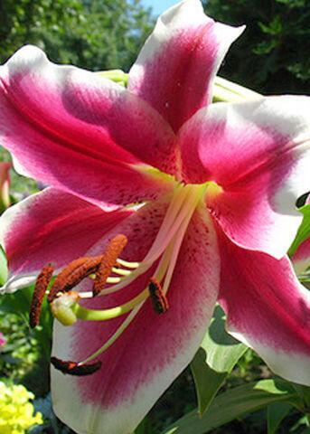 Купить оптом в Ботанике Лилия Лейксайд Беловд 5 шт