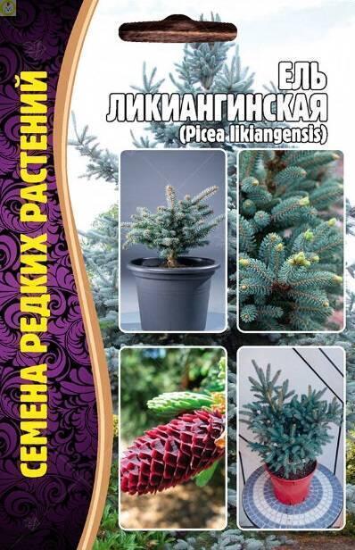 Купить оптом в Ботанике семена Ель Ликиангинская Реш бренд Решение, ООО