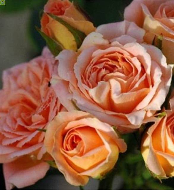 Купить оптом в Ботанике Роза Биатрис 1 шт миниатюрные