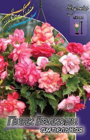 Купить оптом в Ботанике Бегония ампельная Пинк Бэлкони 5/6 50 шт