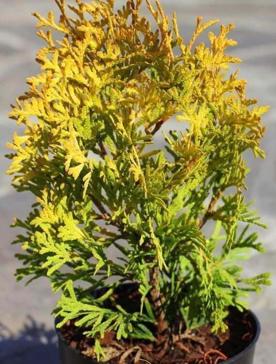 Купить оптом в Ботанике Туя западная Мария P9