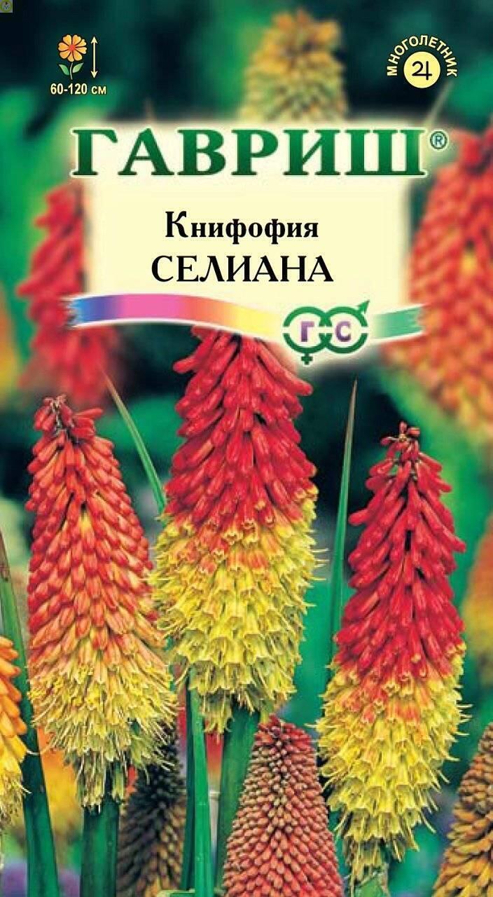 Купить оптом в Ботанике семена Книфофия Селиана ягодная Гав бренд Гавриш