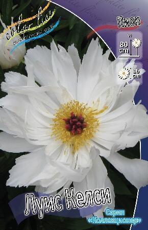 Купить оптом в Ботанике Пион Луис Келси 1 шт