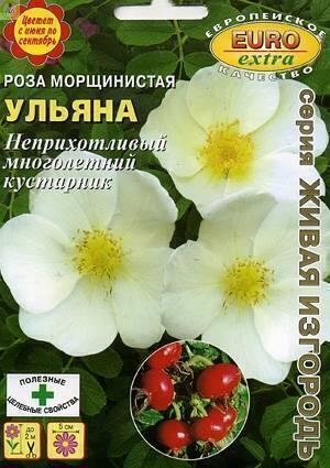 Купить оптом в Ботанике семена Роза Ульяна морщинистая Аэл бренд Аэлита