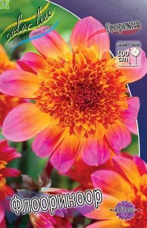 Купить оптом в Ботанике Георгина Флоориноор 1 шт анемоновидные