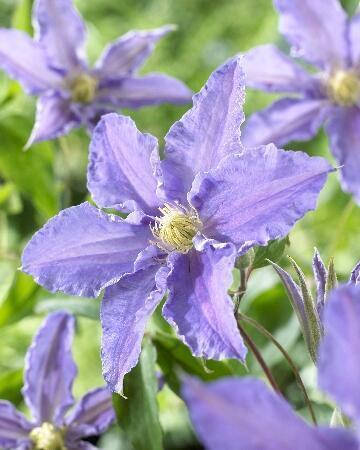 Купить оптом в Ботанике Клематис Тарту 2 шт