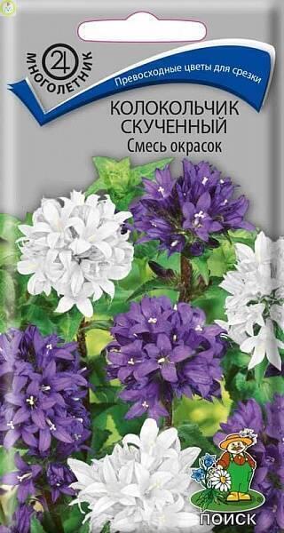 Купить оптом в Ботанике семена Колокольчик скученный Смесь окрасок Поиск бренд Поиск