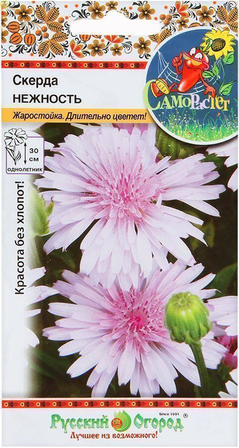 Купить оптом в Ботанике семена Скерда Нежность НК бренд НК