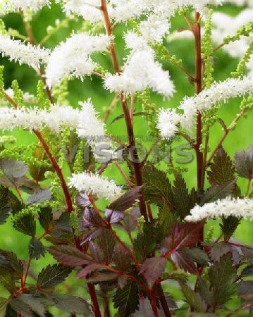 Купить оптом в Ботанике Астильба Капуччино 25 шт 