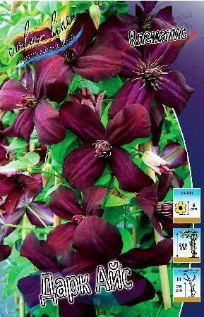 Купить оптом в Ботанике Клематис Дарк Айс 2 шт