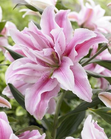 Купить оптом в Ботанике Лилия Белоника 5 шт