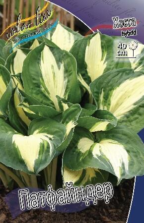 Купить оптом в Ботанике Хоста Патфайндер 1 шт