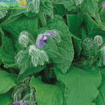 Купить оптом в Ботанике семена Огуречная трава Гном Аэл бренд Аэлита