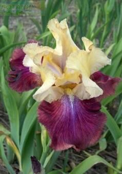 Купить оптом в Ботанике Ирис Саммер Фиеста 2 шт