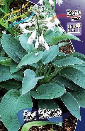Купить оптом в Ботанике Хоста Биг Мама 25шт