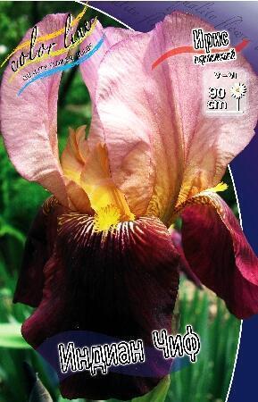 Купить оптом в Ботанике Ирис Индиан Чиф 2 шт