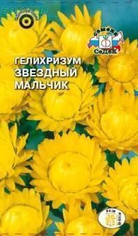 Купить оптом в Ботанике семена Гелихризум Звездный мальчик желтый Сед бренд СеДеК