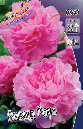 Купить оптом в Ботанике Пион Вивид Роуз 1 шт