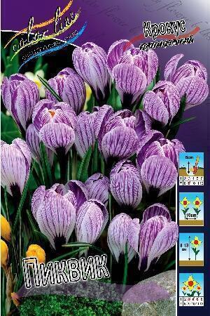 Купить оптом в Ботанике Крокус Пиквик 10 шт