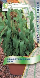 Семена Эвкалипт Цитрус лимонный