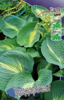 Купить оптом в Ботанике Хоста Тандерболт 1 шт